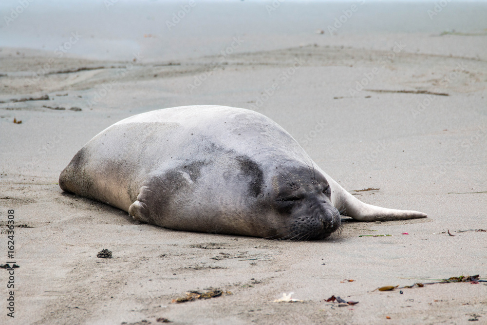 Elephant seals on the beach in Piedras Blancas, California Elephant seals on the beach in Piedras Blancas, California