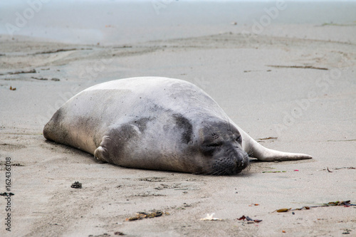 Elephant seals on the beach in Piedras Blancas, California