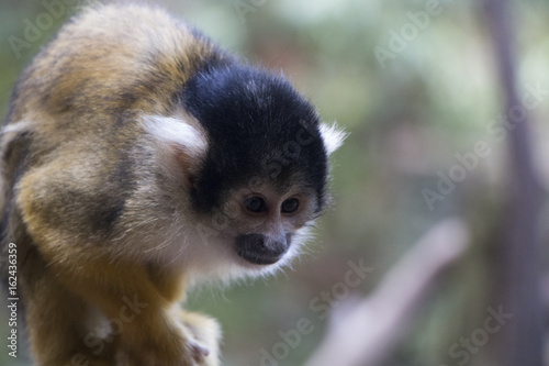 adorable naughty squirrel monkey
