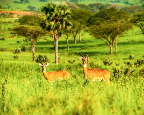Antelope, Uganda
