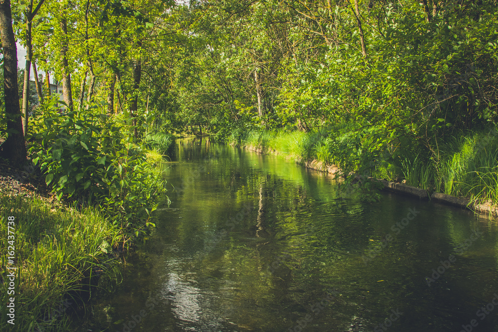 Landscape with a river in the sun in the forest