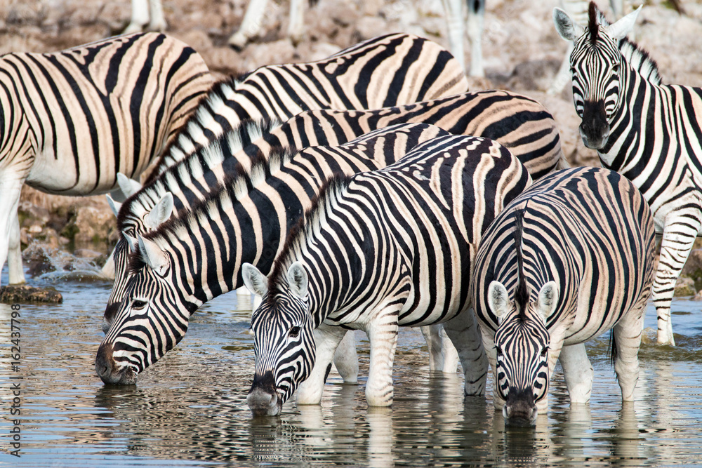 Zebras at a waterhole in Serengeti National Park, Tanzania Zebras at a waterhole in Serengeti National Park, Tanzania