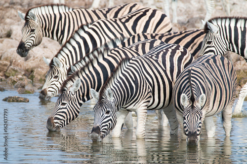 Zebras at a waterhole in Serengeti National Park, Tanzania