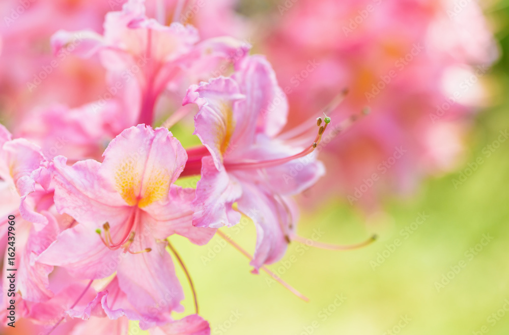 Azalea flower and beauty bright natural green and yellow background. Azalea flower and beauty bright natural green and yellow background.