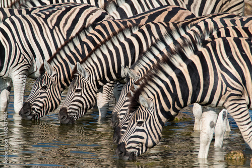 Zebras at a waterhole in Serengeti National Park, Tanzania