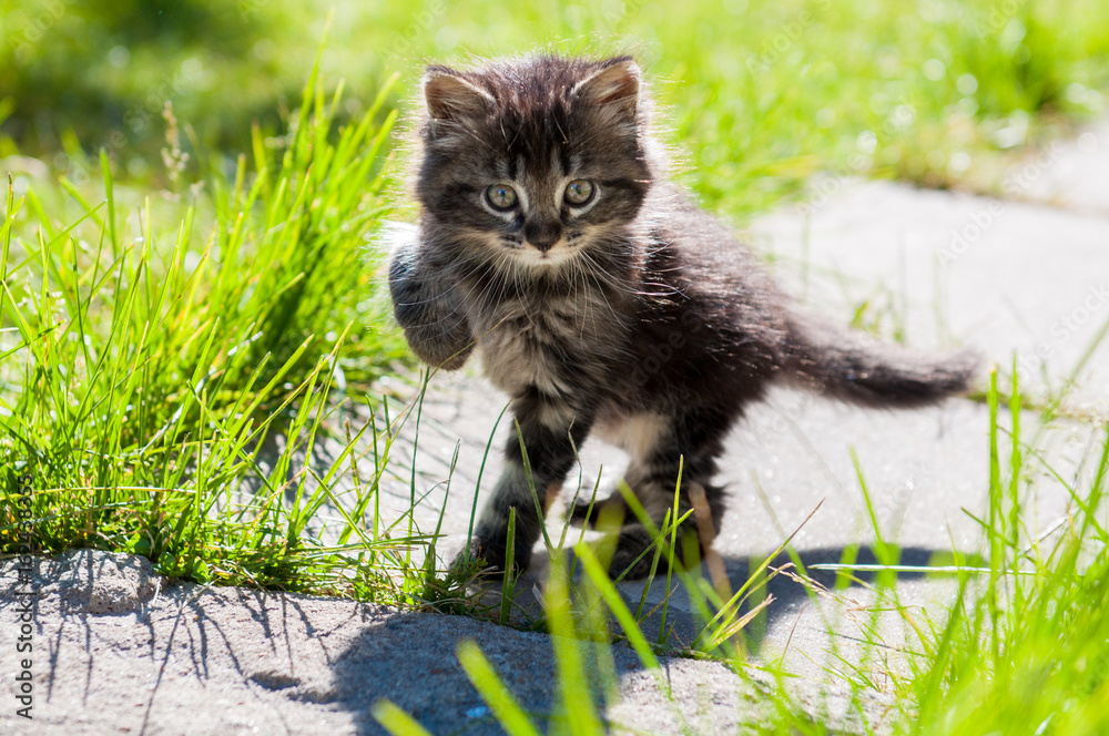small funny kitten is walking on the road