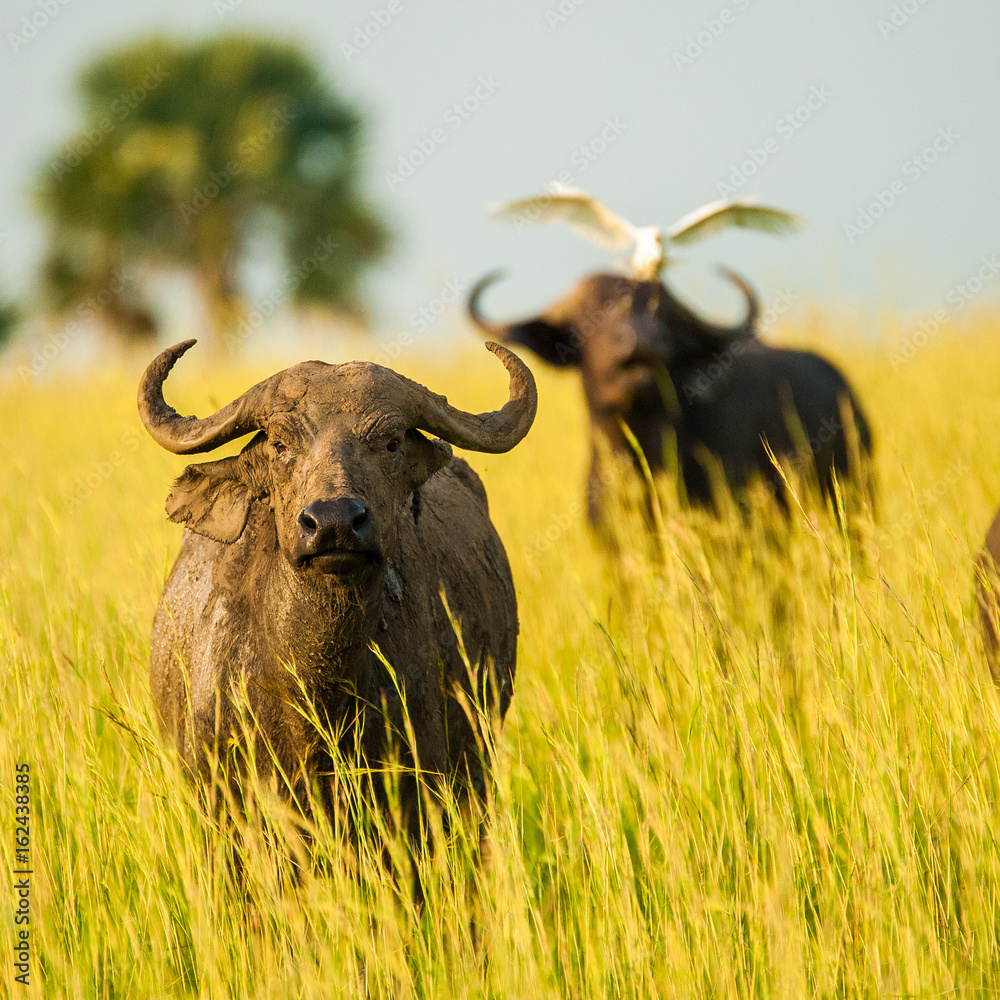 Water Buffalo, Murchison Park, Uganda Water Buffalo, Murchison Park, Uganda