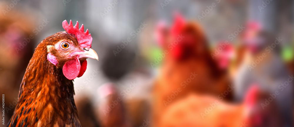 Naklejka premium Kurczaki w tradycyjnej hodowli drobiu na wolnym wybiegu