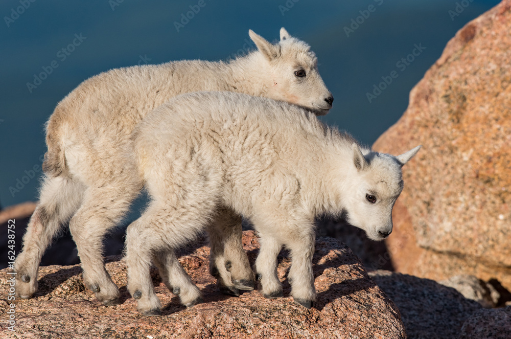 Baby Mountain Goat Lambs Playing on a Rocky Cliff Baby Mountain Goat Lambs Playing on a Rocky Cliff