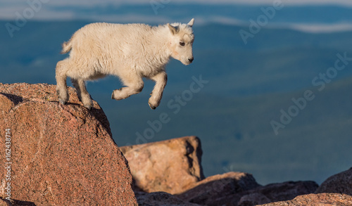 Baby Mountain Goat Lambs Jumping on a Rocky Cliff