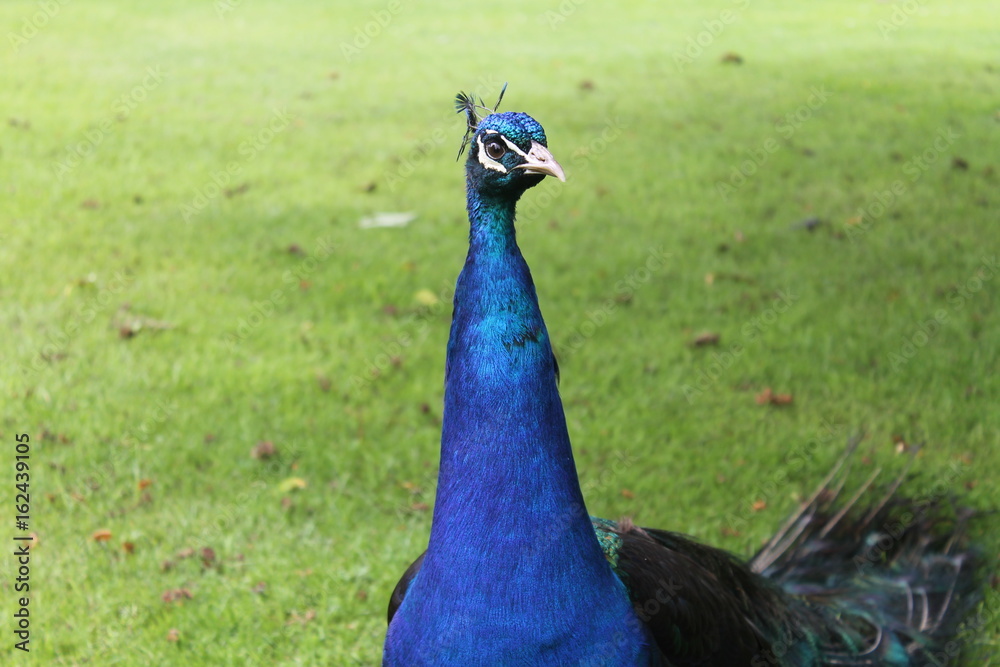Fototapeta premium Peacock