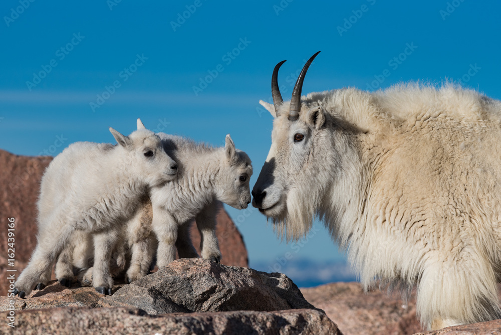 Mountain Goat and Baby Lambs on a Rocky Mountain