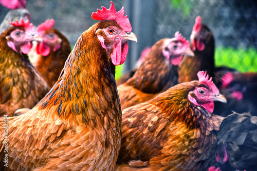 Fotografia Chickens on traditional free range poultry farm