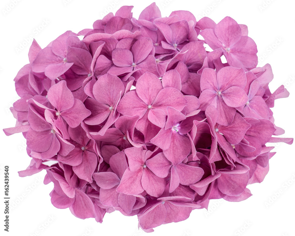 Pink hydrangea flower