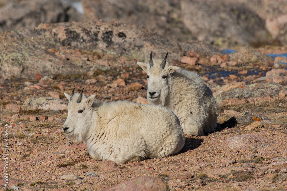 Mountain Goat Juveniles on a Rocky Mountain Mountain Goat Juveniles on a Rocky Mountain
