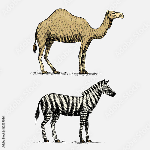 camel and zebra hand drawn, engraved wild animals in vintage or retro style, african zoology set
