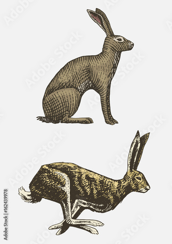 Rabbit or hare sitting and running hand drawn, engraved wild animals in vintage or retro style, zoology set european