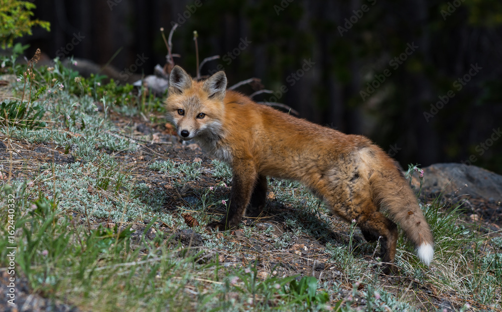 Adorable Red Fox on a Mountain Meadow Adorable Red Fox on a Mountain Meadow