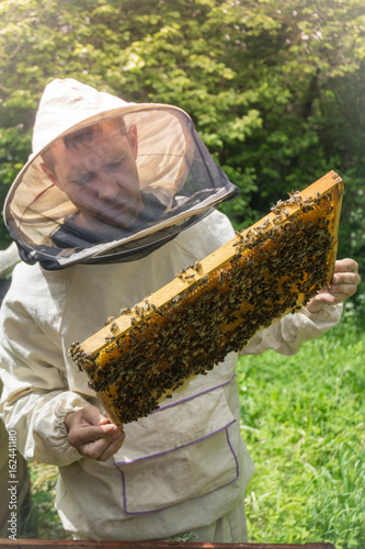 Beekeeper working with bees in beehive, showing the frame with  honeycombs