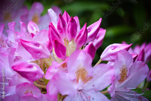 Proud Magenta