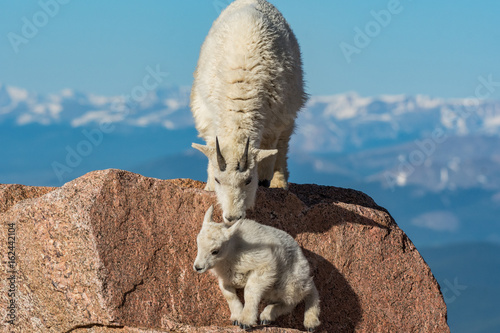 Fototapeta Naklejka Na Ścianę i Meble -  Mountain Goat Mother Encouraging Lamb on Top of Rocky Mountain