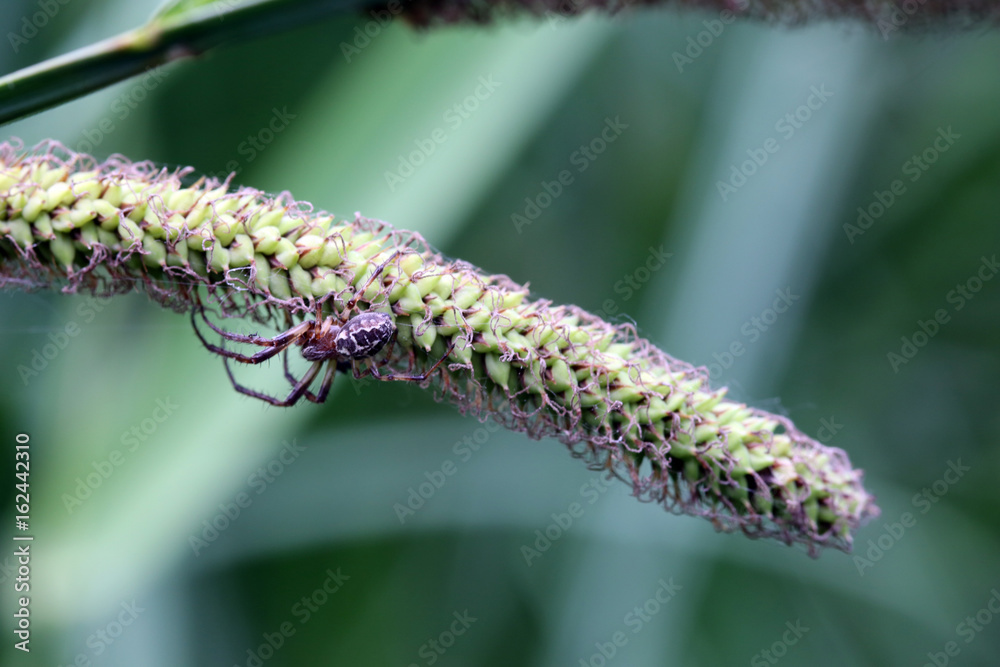Naklejka premium Segge (Carex spec.)