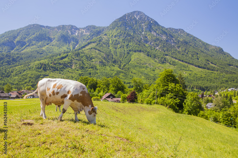 Cow grazing in a meadow in the mountains of the alps, on a sunny day
