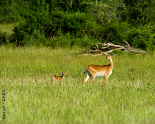 Antelope, Uganda