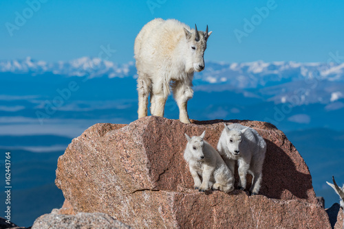 Mountain Goat and Lambs on Top of Rocky Mountain