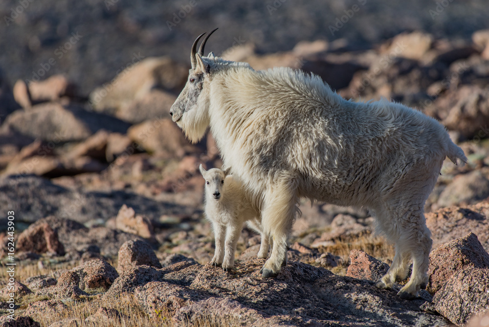Obraz premium Mountain Goat and Lambs on Top of Rocky Mountain