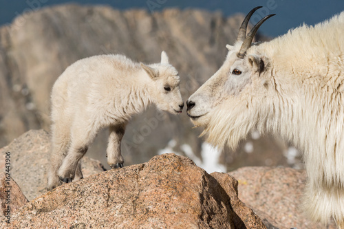 Mountain Goat Mother and Baby Showing Affection