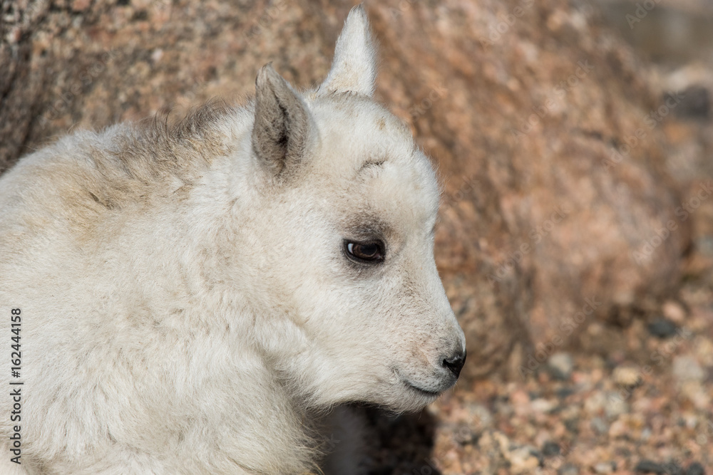 Obraz premium Mountain Goat Baby on the Mountain