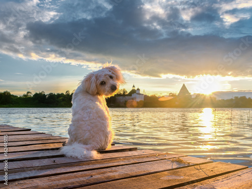 Fotografie White dog on the banks of the Volkhov river meets the sunset