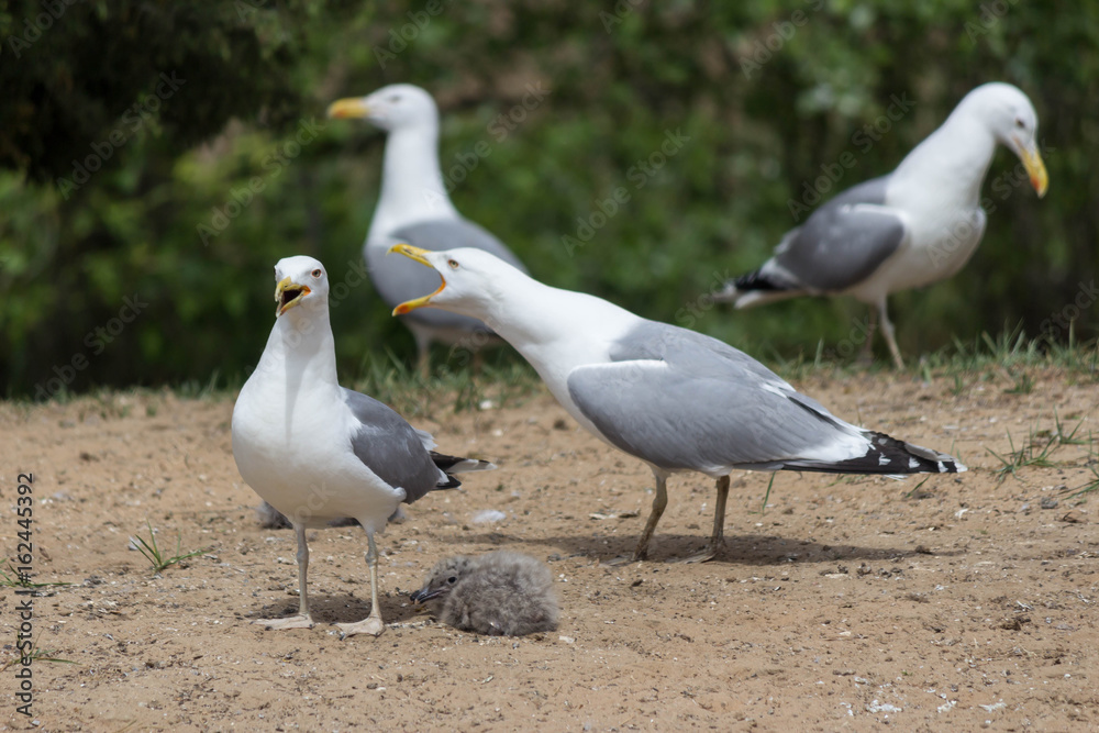 Obraz premium Остров Чаек