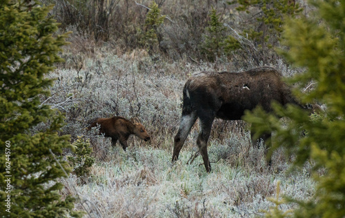 Moose Calf with Mom
