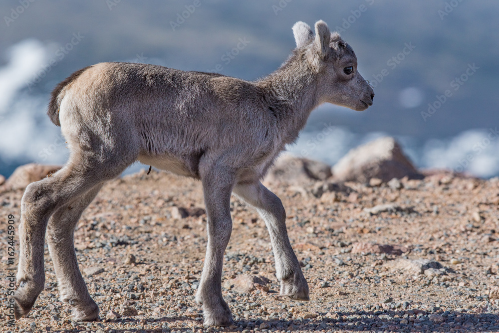 Fototapeta premium Bighorn Sheep Lamb