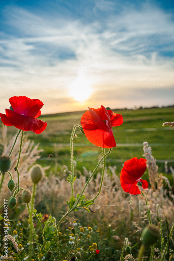 Red field flowers or poppies in the evening sun
