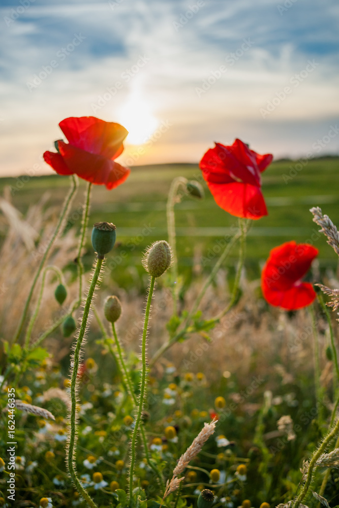 Red field flowers or poppies in the evening sun Red field flowers or poppies in the evening sun