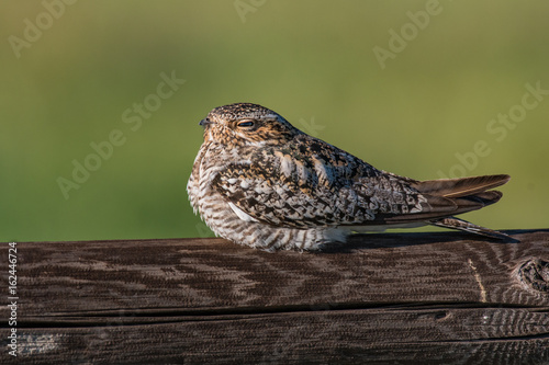 Common Nighthawk Resting in the Sunlight photo