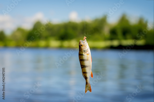 Bright beautiful caught fish of perch, hanging on hook with bait on background of natural landscape of water, sky, forests. Copy Space. Lots of place for text around