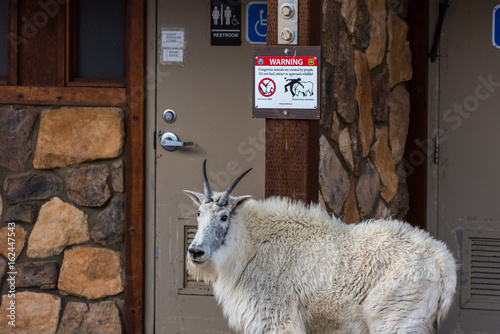 Mountain Goat-Warning Sign with Challenger