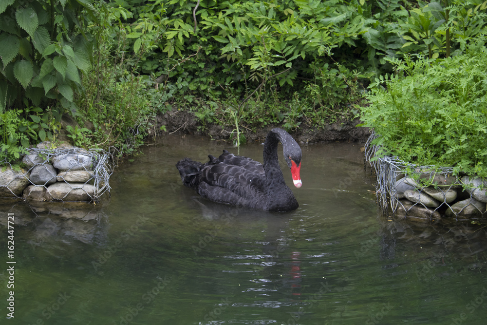 Fototapeta premium photograph of a black Swan on a pond