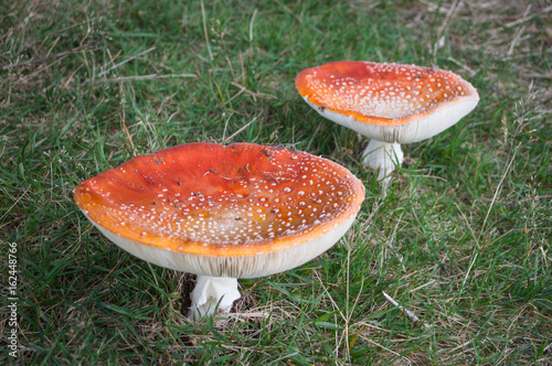 Fly agaric toadstools mature pair