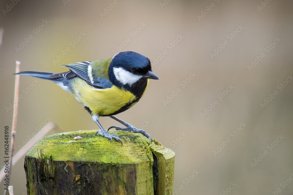 Fototapeta premium Great tit on a wooden post