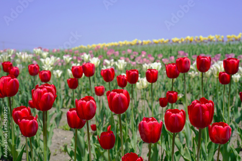red tulips with colorful tulips on the background