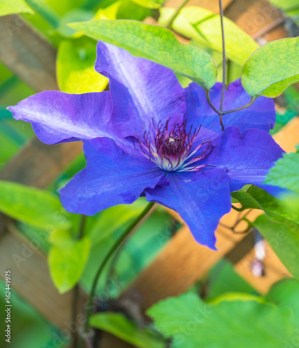 Clematis flowers