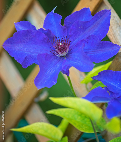 Clematis flowers