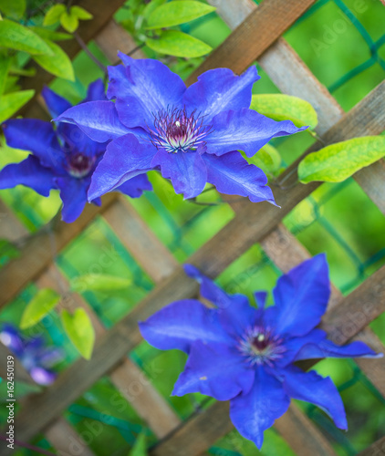 Clematis flowers