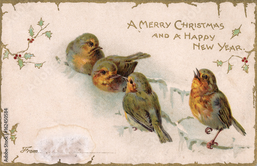 Robins on Branch. Date: 1904