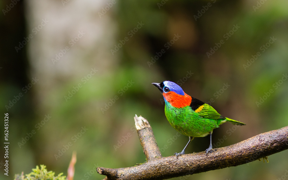 Red necked Tanager